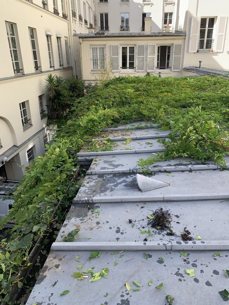 Enlèvement du lierre suivi d’un nettoyage de gouttière - VITO Le Compagnon Parisien