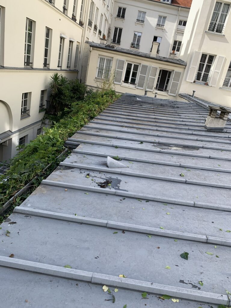 Enlèvement du lierre suivi d’un nettoyage de gouttière - VITO Le Compagnon Parisien