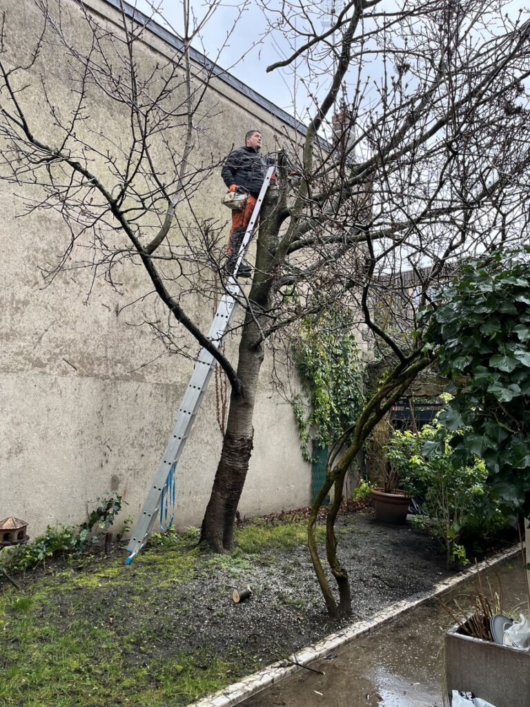Élagage d'un arbre à Bagnolet - VITO Le Compagnon Parisien
