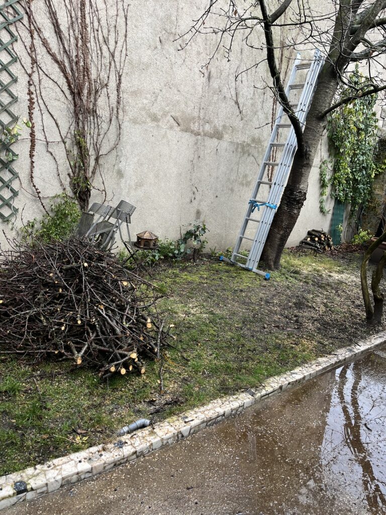 Élagage d'un arbre à Bagnolet - VITO Le Compagnon Parisien