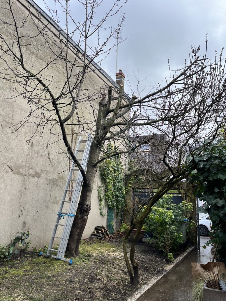 Élagage d'un arbre à Bagnolet - VITO Le Compagnon Parisien